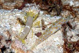 Ctenogobiops tangaroai (Tangaroa Shrimp goby)