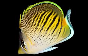 Chaetodon Pelewensis ( Sunset Butterflyfish )