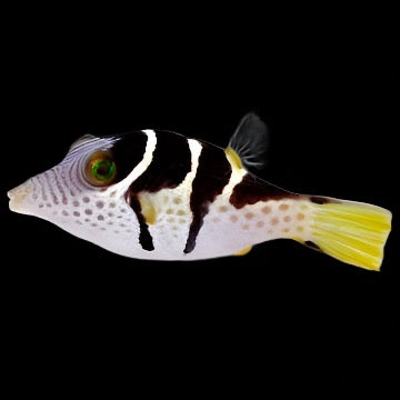 Canthigaster valentini (Valentini Puffer)