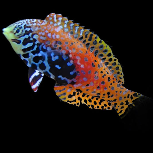 Vermiculated Leopard Wrasse