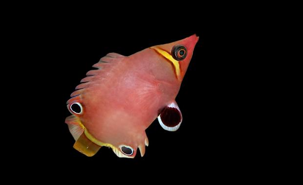 Wetmorella nigropinnata (Yellow Banded Possum Wrasse)
