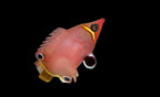 Wetmorella nigropinnata (Yellow Banded Possum Wrasse)