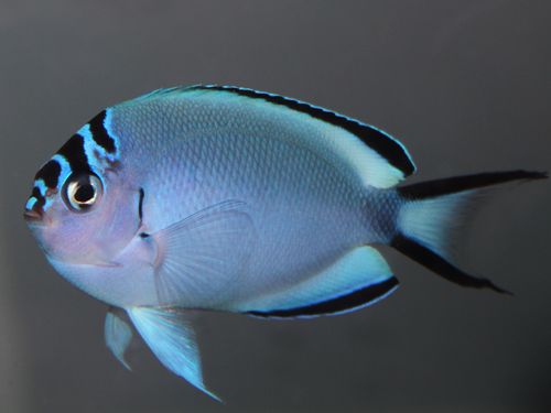 Genicanthus watanabei (Watanabe Angelfish) Femelle