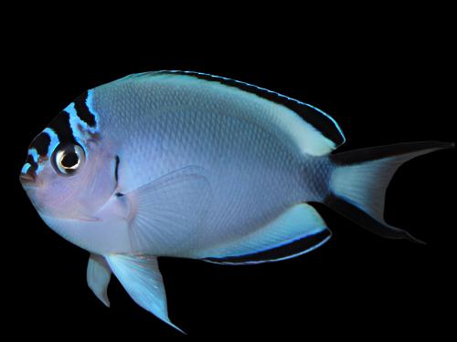 Genicanthus watanabei (Watanabe Angelfish) Femelle Reef Safe