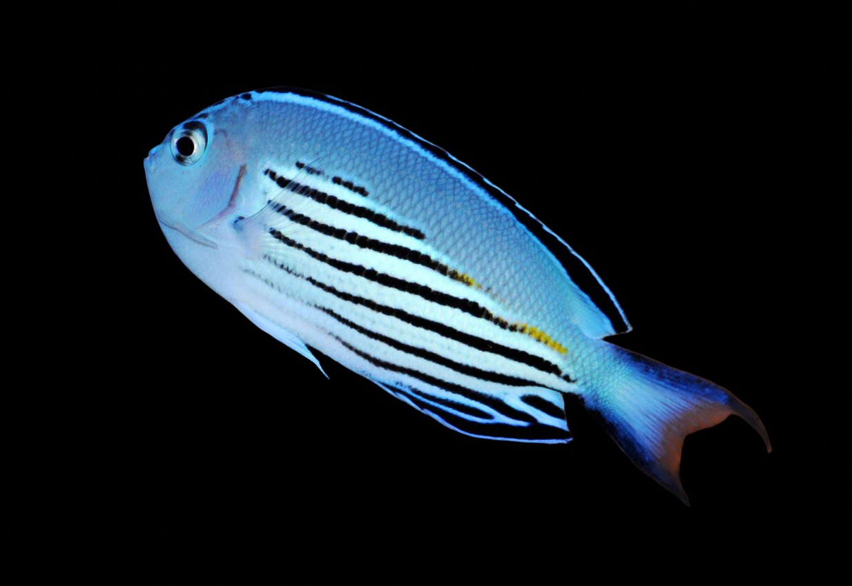 Genicanthus watanabei (Watanabe Angelfish) Male