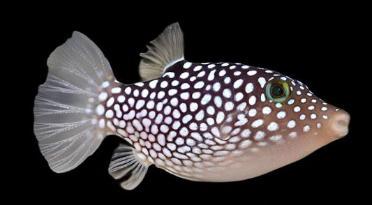 Canthigaster jactator (White Spotted Sharpnose Puffer)