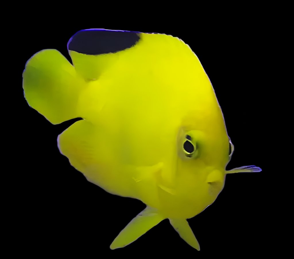 Centropyge Woodheadi ( Woodheadi Black tip Angel )