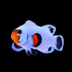Wyoming White Ocellaris (Clownfish)