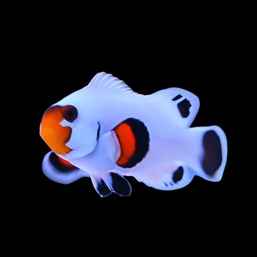 Wyoming White Ocellaris (Clownfish)