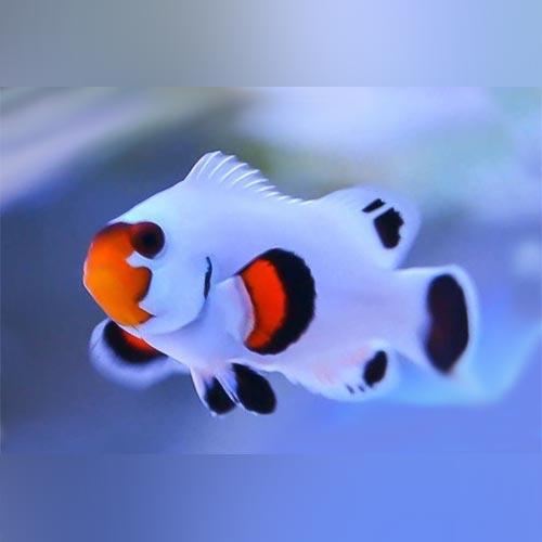 Wyoming White Ocellaris (Clownfish)