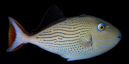 Mythical Linespot Triggerfish