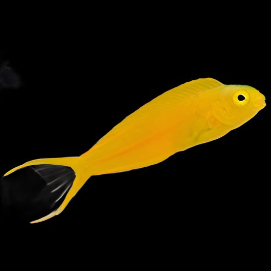 Meiacanthus oualanensis (Yellow Canary Blenny)