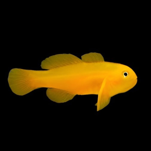 Gobiodon okinawae (Yellow Clown Goby)