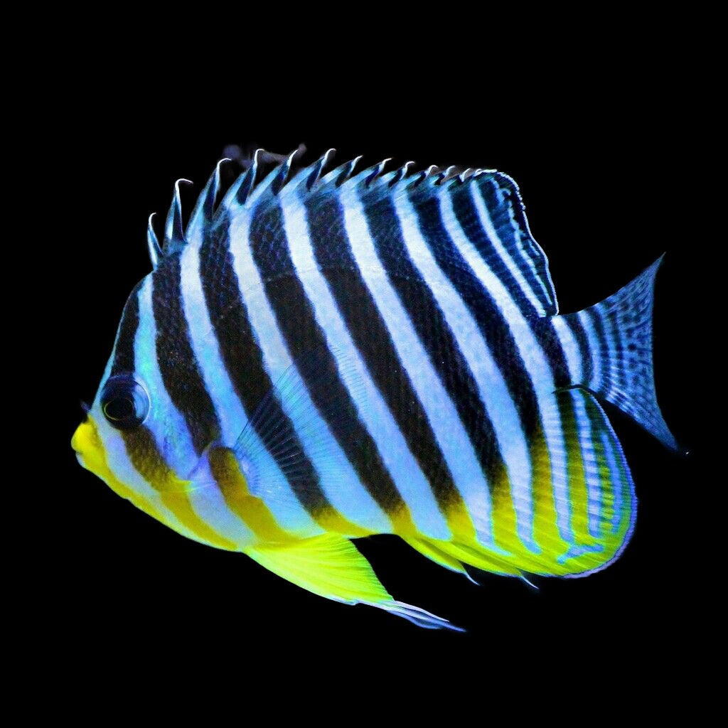Paracentropyge multifasciata (Multi-Barred Angelfish) reef safe