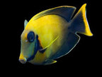 Acanthurus pyroferus (Chocolate Tang)