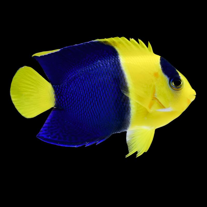Centropyge bicolor (Bicolor Angelfish) Large 3.1-3.5 inches