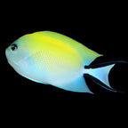 Genicanthus melanospilus (Japanese Swallowtail Angelfish)