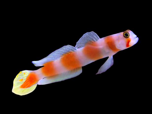 Amblyeleotris aurora (Pink bar Shrimp goby)