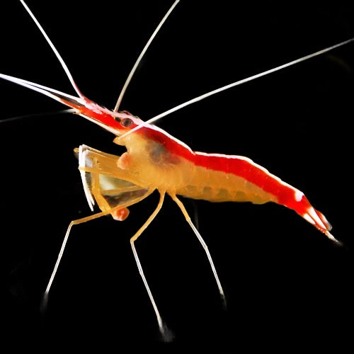 LYSMATA AMBOINENSIS (Cleaner shrimp)