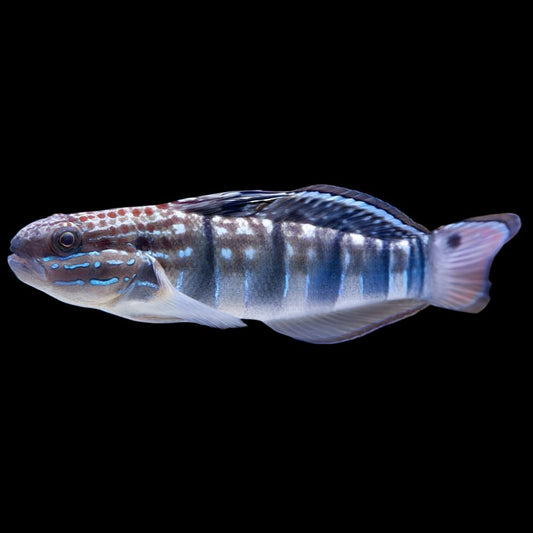 Amblygobius phalaena (Sleeper Banded Goby)