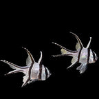 Pterapogon kauderni (Bangai Cardinal) Captive Bred