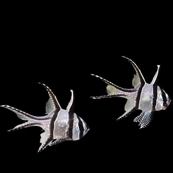 Pterapogon kauderni (Bangai Cardinal) Captive Bred