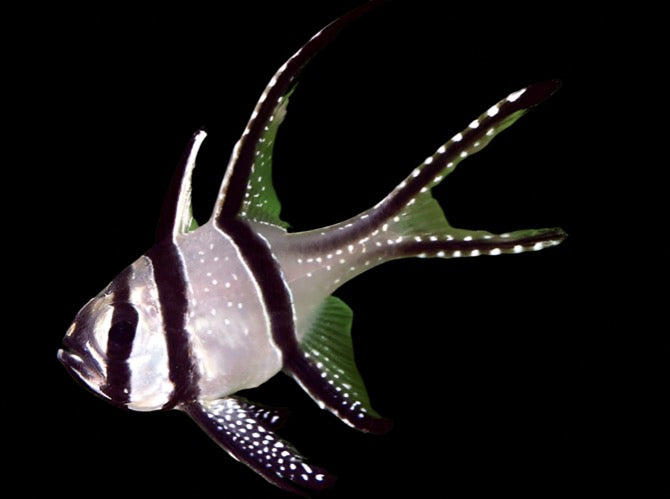 Pterapogon kauderni (Bangai Cardinal) Captive Bred