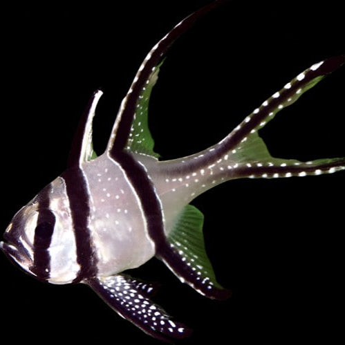 Pterapogon kauderni (Bangai Cardinal) Captive Bred