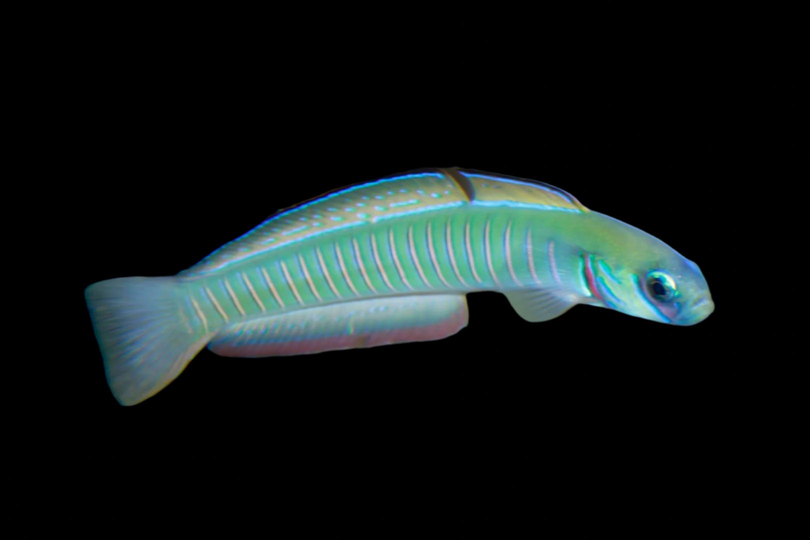Ptereleotris zebra (Zebra Bar Goby)