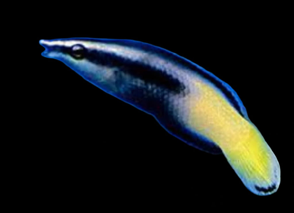 Labroides bicolor (Bicolored Cleaner Wrasse)