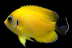 Centropyge flavissima x C. vroliki (Blacktail Lemon peel Hybrid Angelfish)