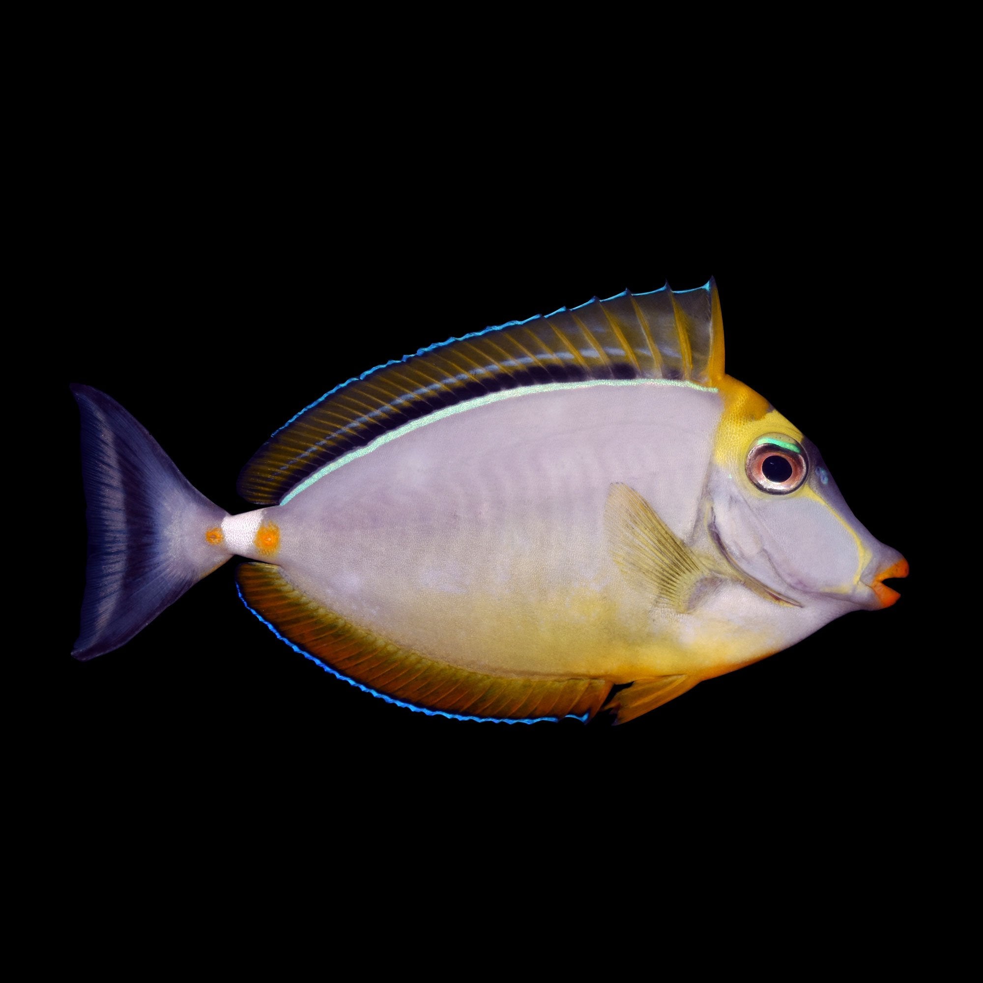 Naso elegans (Blonde Naso Tang) Large 5.6-6.5 inches