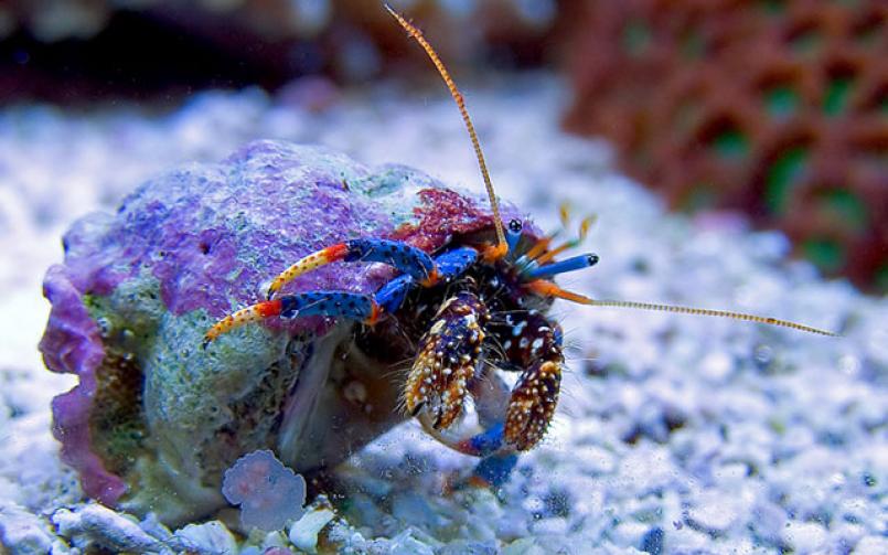 Clibanarius tricolor (Blue Leg Hermit) – Nettoyeur Essentiel pour Aquarium Récifal 🌊