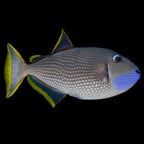 Xanthichthys auromarginatus (Blue Throat Triggerfish- Blue jaw Trigger) Male