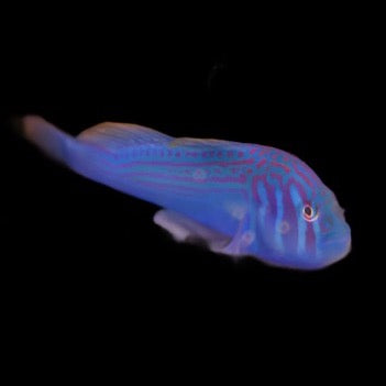 Blue clown goby