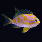 Odontanthias borbonius (Borbonius Anthias)