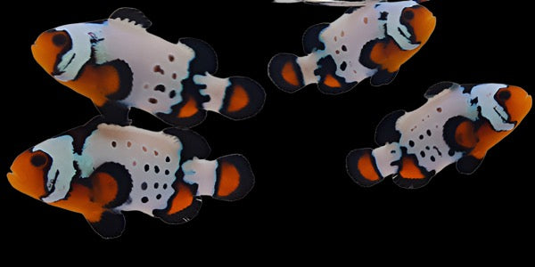 Bullet Hole Clown fish