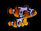 Bullet Hole Clown fish