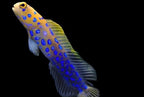 Opistognathus rosenblatti (Blue Spot Jawfish)