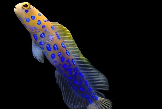 Opistognathus rosenblatti (Blue Spot Jawfish)