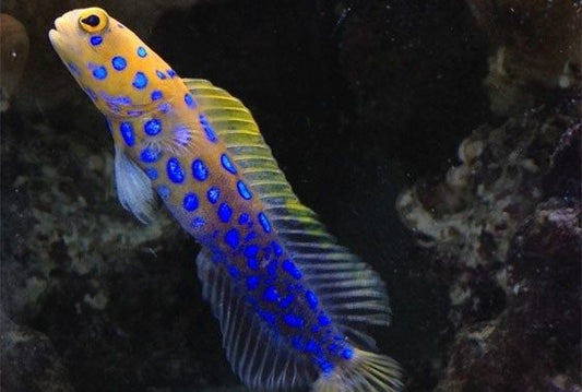 Opistognathus rosenblatti (Blue Spot Jawfish)
