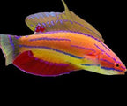 Paracheilinus carpenteri (Carpenter's Flasher Wrasse) Male