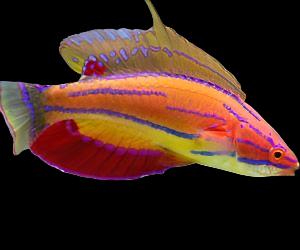 Paracheilinus carpenteri (Carpenter's Flasher Wrasse) Male