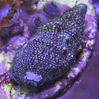 Cerith escargots Paquet of 12