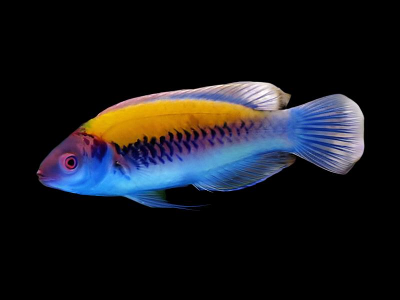Cirrhilabrus aurantidorsalis (Orange-Back Fairy Wrasse)