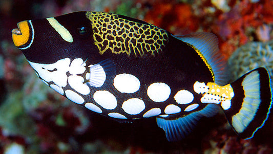 Balistoides conspicilium (Clown Triggerfish)