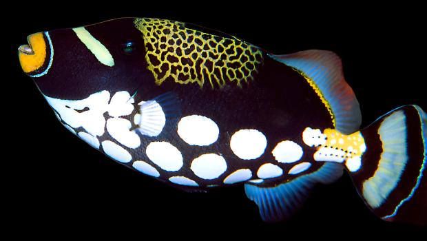 Balistoides conspicilium (Clown Triggerfish)