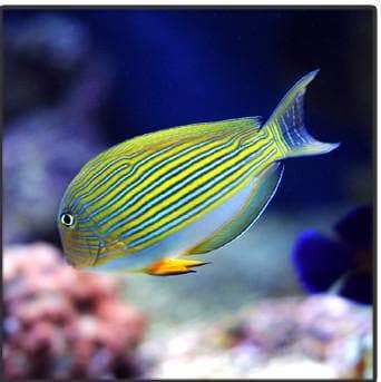 Acanthurus lineatus (Clown tang)
