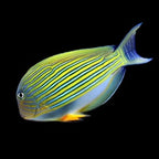 Acanthurus lineatus (Clown tang) Large