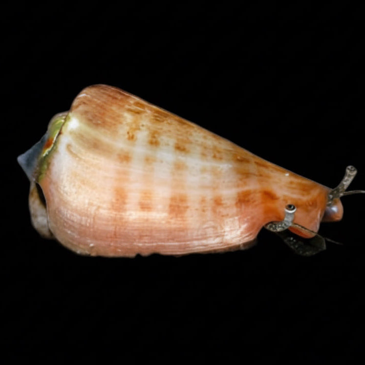 Conch Insect Conch Snail – Aquarium ReefSolution inc.